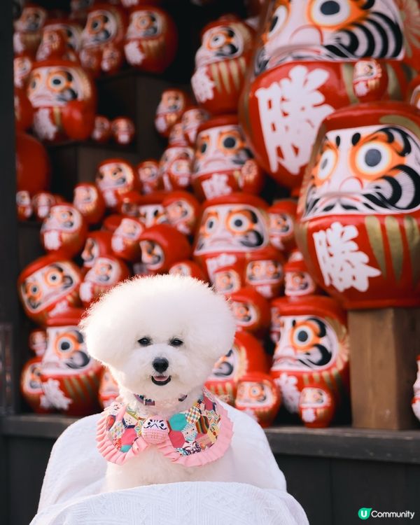 帶狗漫遊！大阪勝尾寺🇯🇵邂逅可愛達摩治癒之旅🩷 