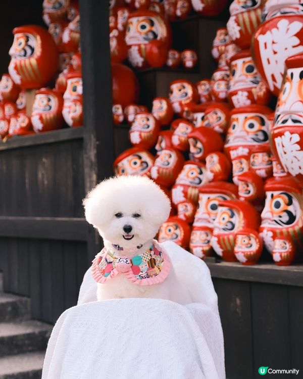帶狗漫遊！大阪勝尾寺🇯🇵邂逅可愛達摩治癒之旅🩷 