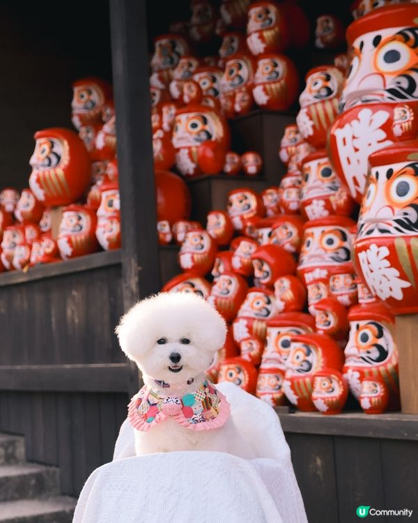 帶狗漫遊！大阪勝尾寺🇯🇵邂逅可愛達摩治癒之旅🩷 