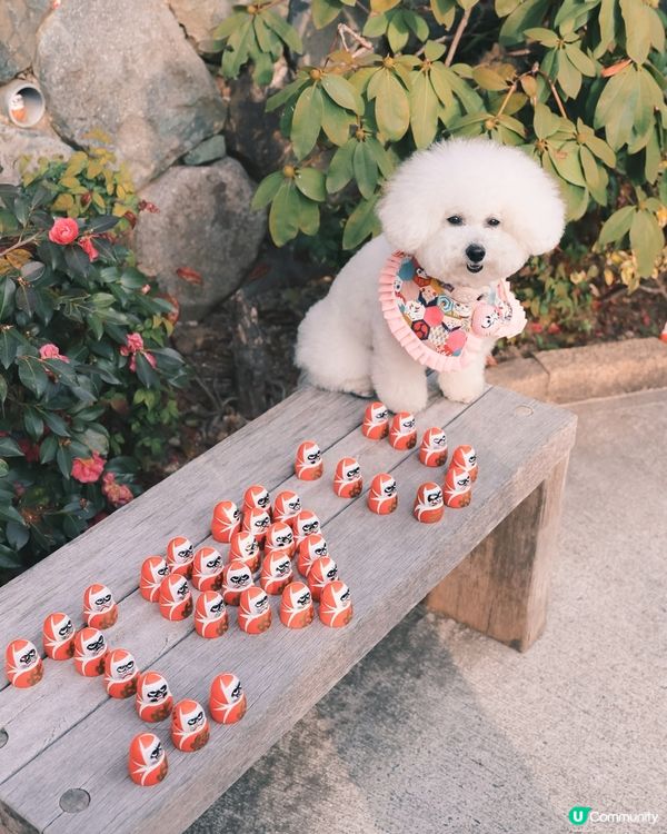 帶狗漫遊！大阪勝尾寺🇯🇵邂逅可愛達摩治癒之旅🩷 
