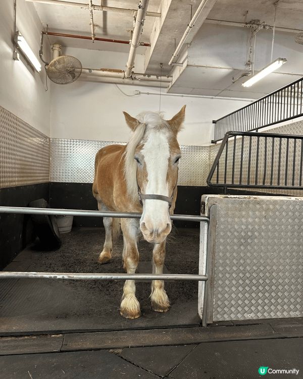 早前去咗香港愉景灣酒店Auberge Discovery B...