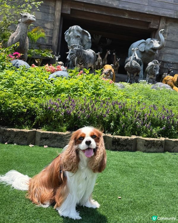 帶毛孩去玩！挪亞方舟超開心🥳🐶