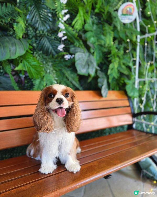 帶毛孩去玩！挪亞方舟超開心🥳🐶