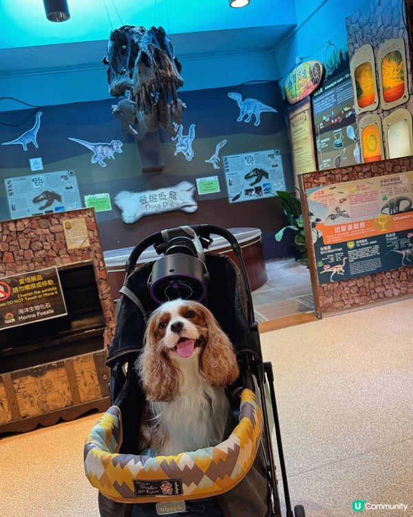 帶毛孩去玩！挪亞方舟超開心🥳🐶