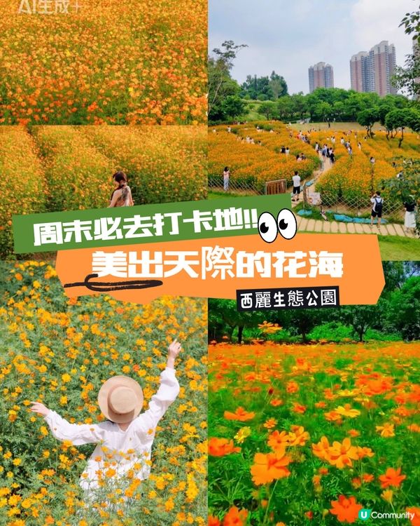 深圳十一打卡！西麗花海📸，靚爆！