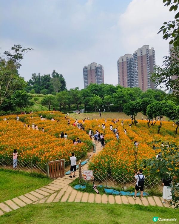 深圳十一打卡！西麗花海📸，靚爆！