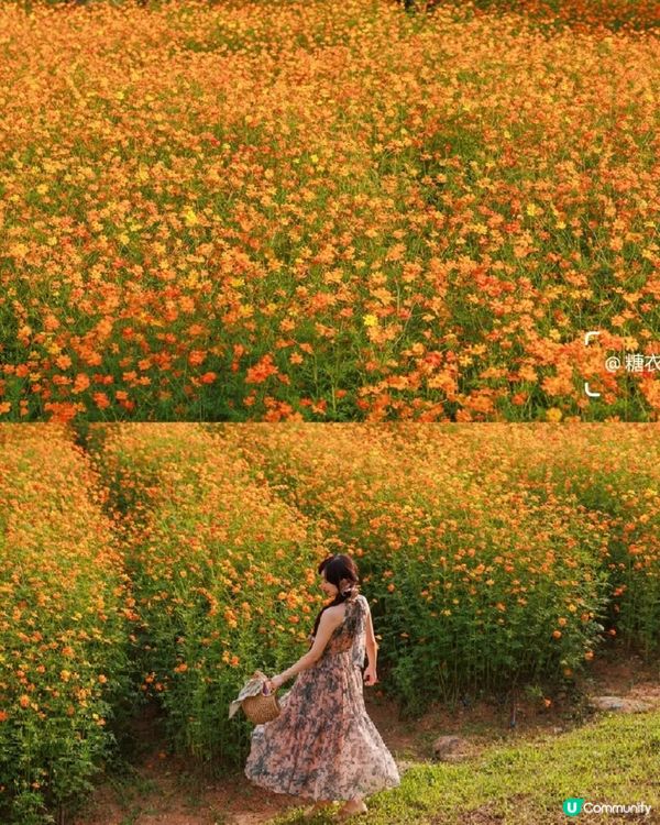 深圳十一打卡！西麗花海📸，靚爆！