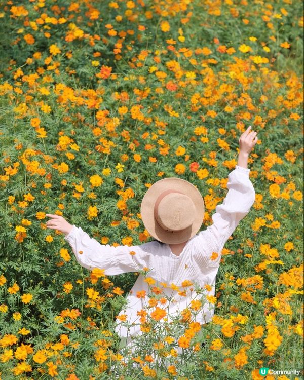 深圳十一打卡！西麗花海📸，靚爆！