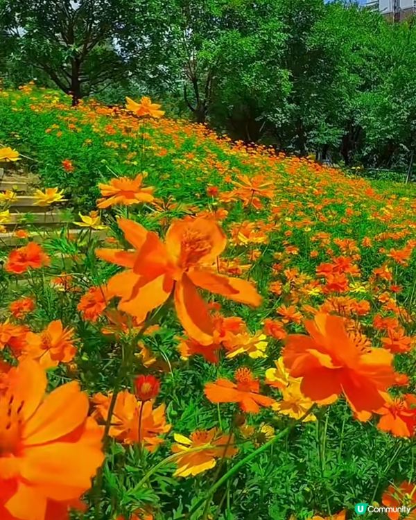 深圳十一打卡！西麗花海📸，靚爆！