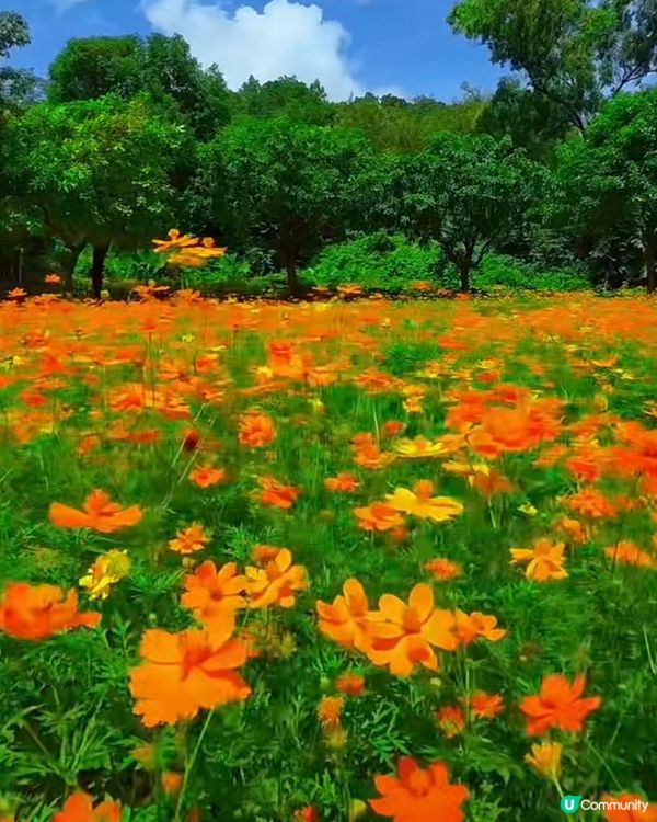 深圳十一打卡！西麗花海📸，靚爆！