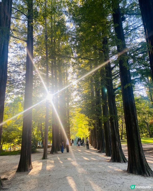 首爾🍃南怡島🍃