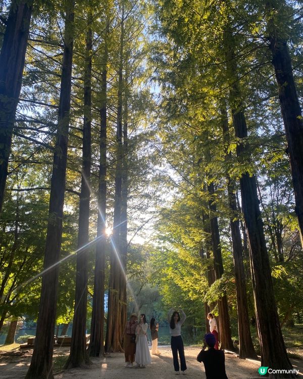 首爾🍃南怡島🍃