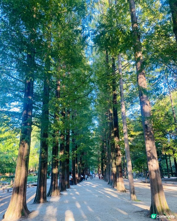 首爾🍃南怡島🍃
