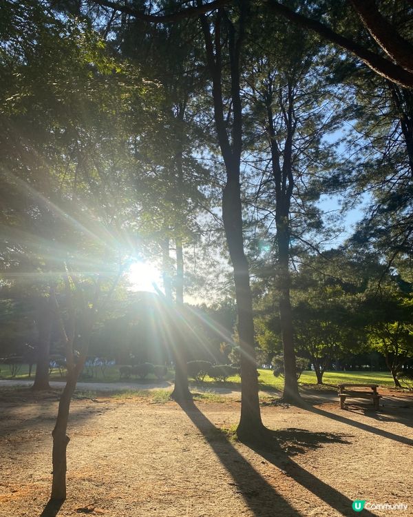 首爾🍃南怡島🍃