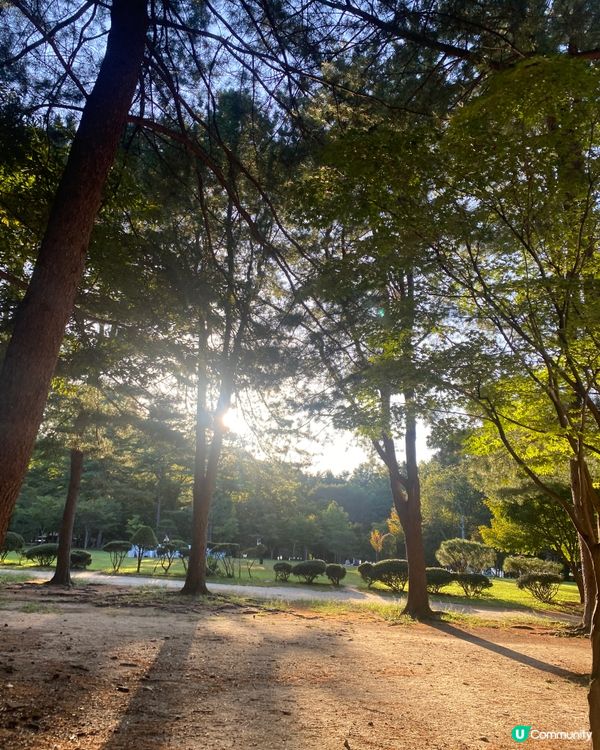 首爾🍃南怡島🍃