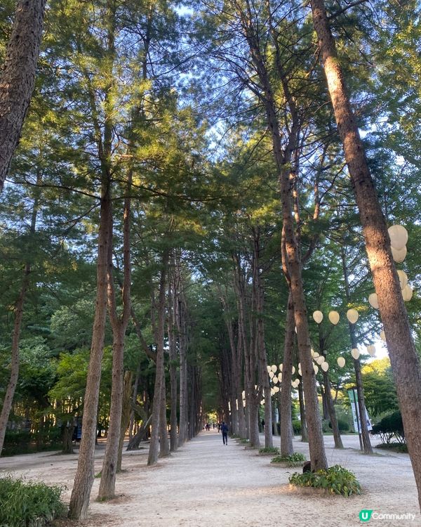 首爾🍃南怡島🍃