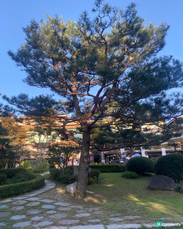 首爾🍃南怡島🍃