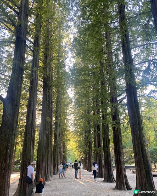首爾🍃南怡島🍃