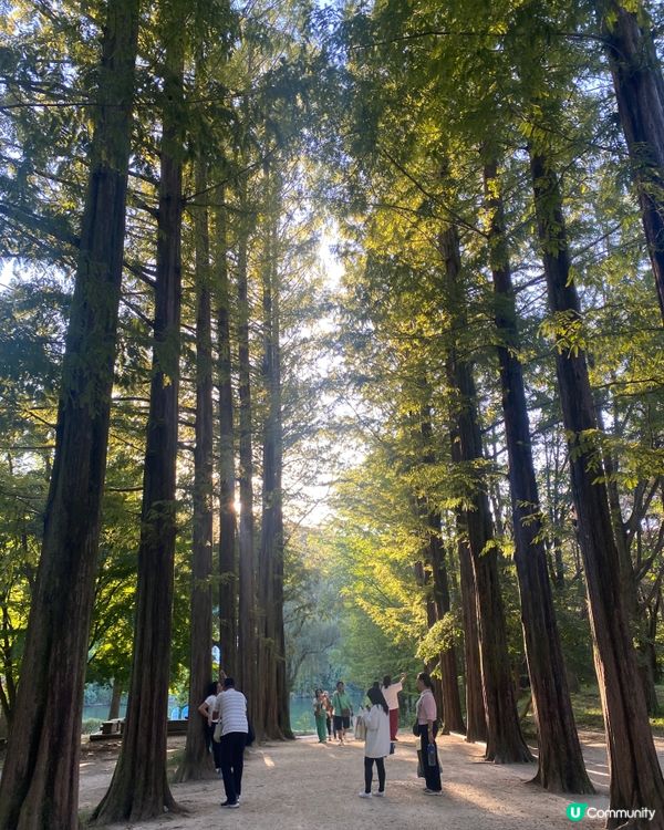 首爾🍃南怡島🍃