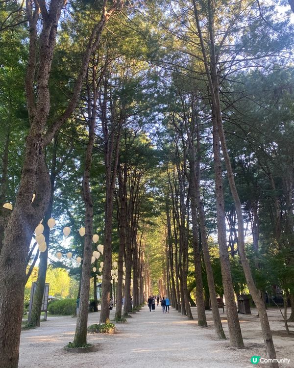 首爾🍃南怡島🍃