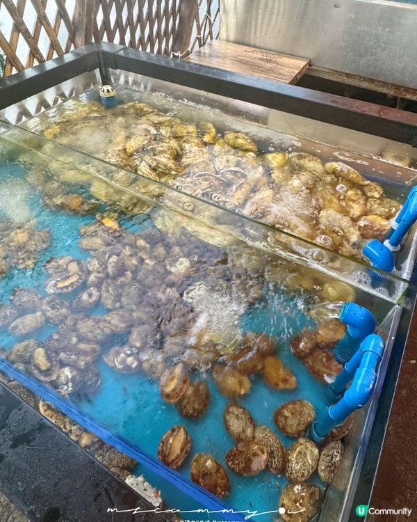 【元朗海鮮火鍋🤤！醉辣鮮再戰！】