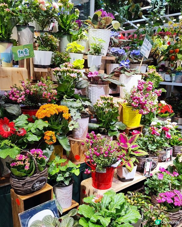 💐🌸🌺我愛花花之花墟賞花啦💐🌸🌺