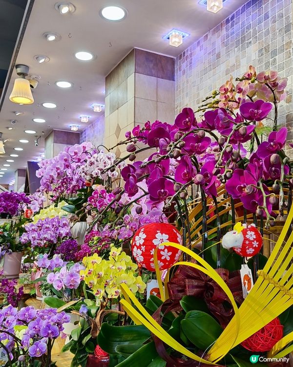 💐🌸🌺我愛花花之花墟賞花啦💐🌸🌺