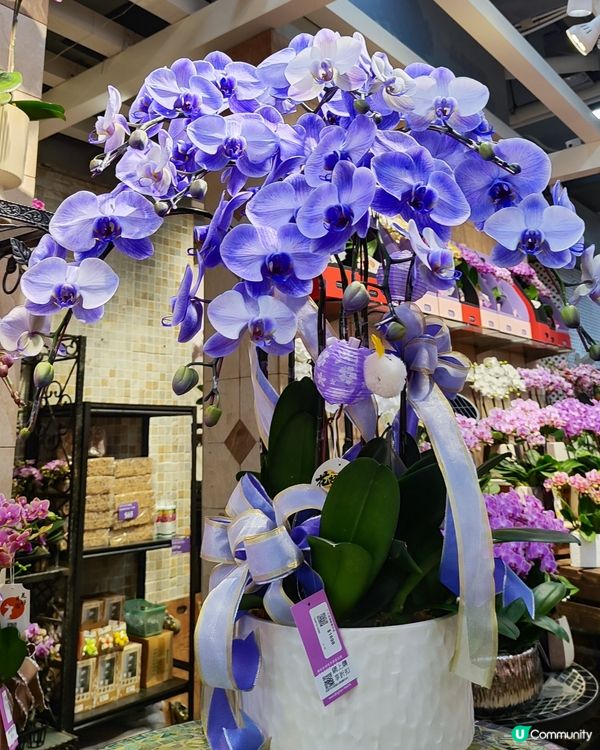 💐🌸🌺我愛花花之花墟賞花啦💐🌸🌺