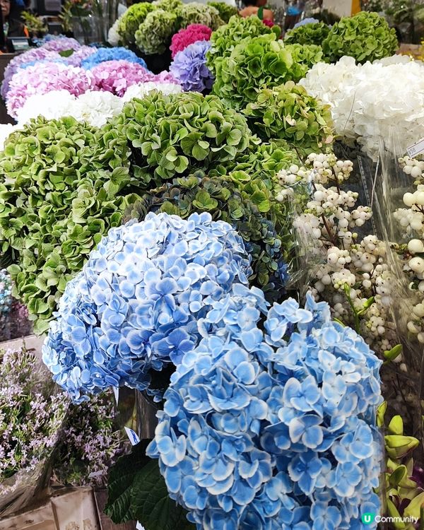 💐🌸🌺我愛花花之花墟賞花啦💐🌸🌺