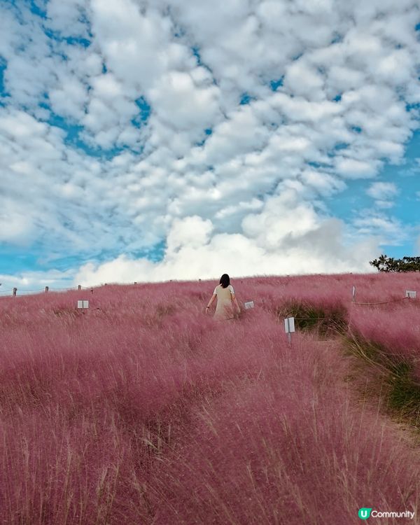 濟州浪漫粉紅芒草cafe