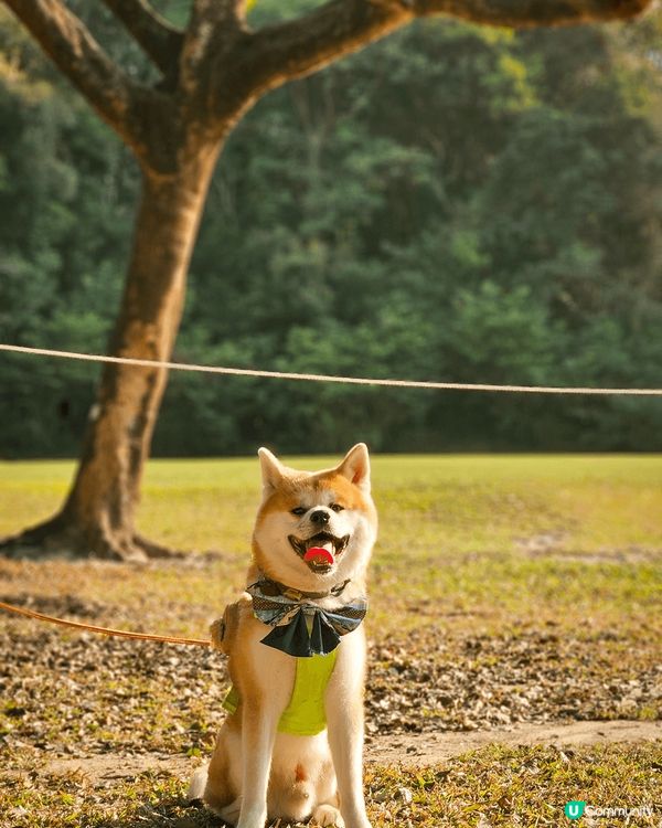 秋田犬屬於大型犬種比較容易患有關節問題🐕 狗狗細個試過突然兩...