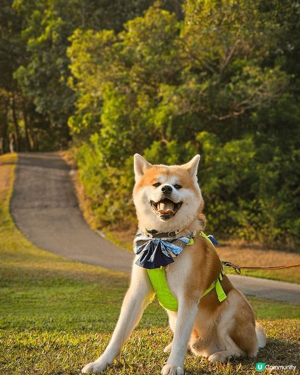 秋田犬屬於大型犬種比較容易患有關節問題🐕 狗狗細個試過突然兩...