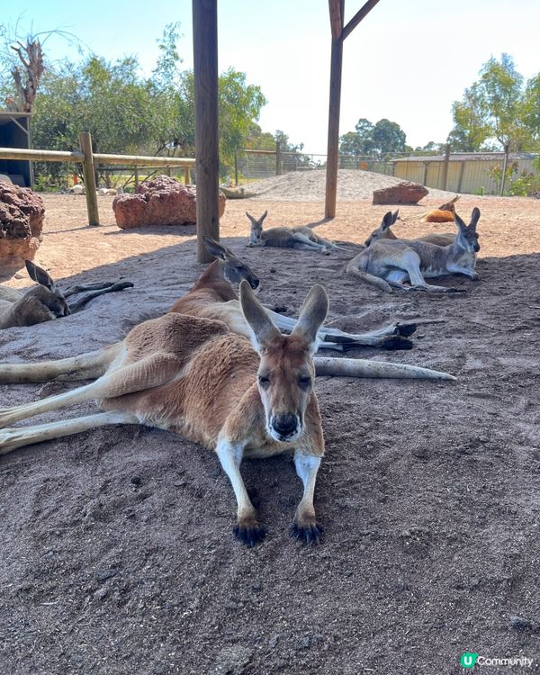 珀斯動物園
