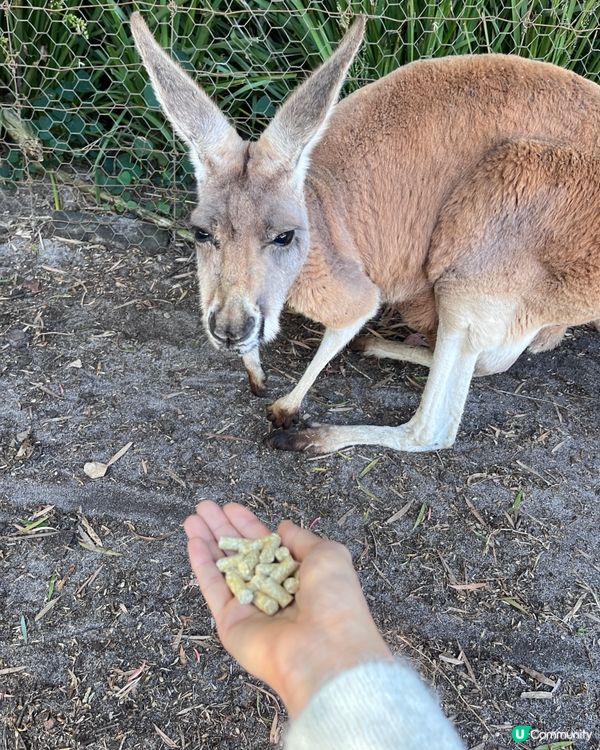 珀斯動物園
