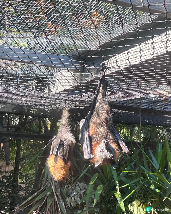 珀斯動物園