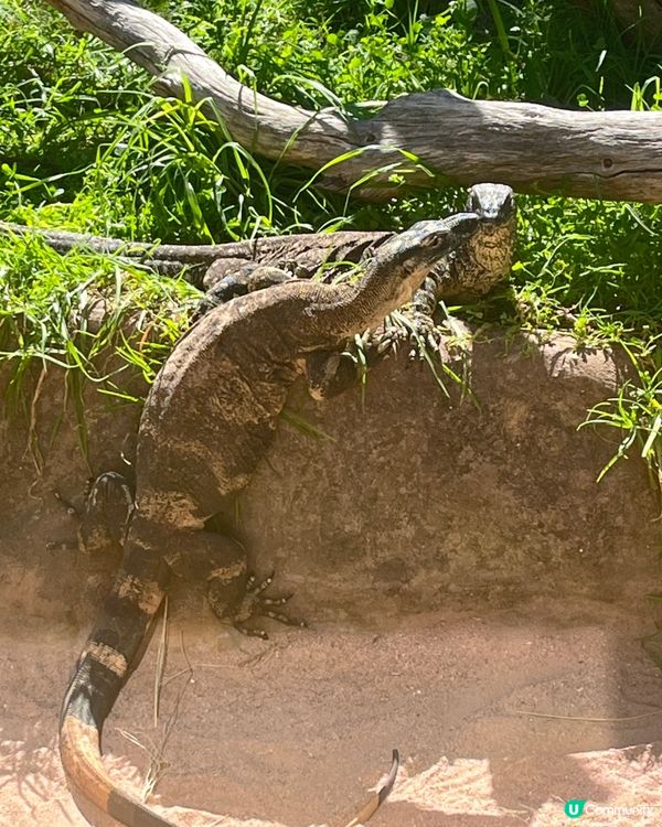 珀斯動物園