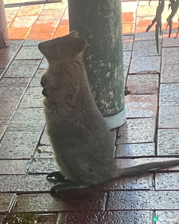 珀斯動物園