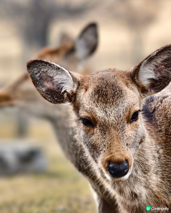 四處都是鹿的奈良公園