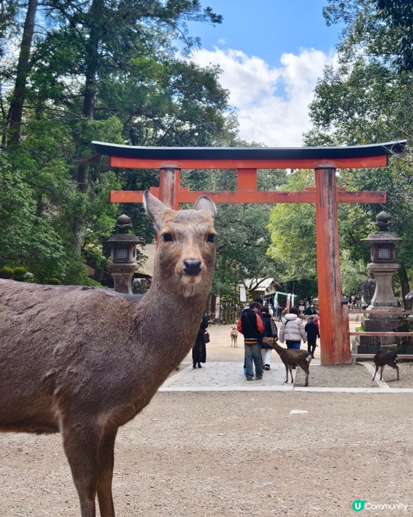 四處都是鹿的奈良公園