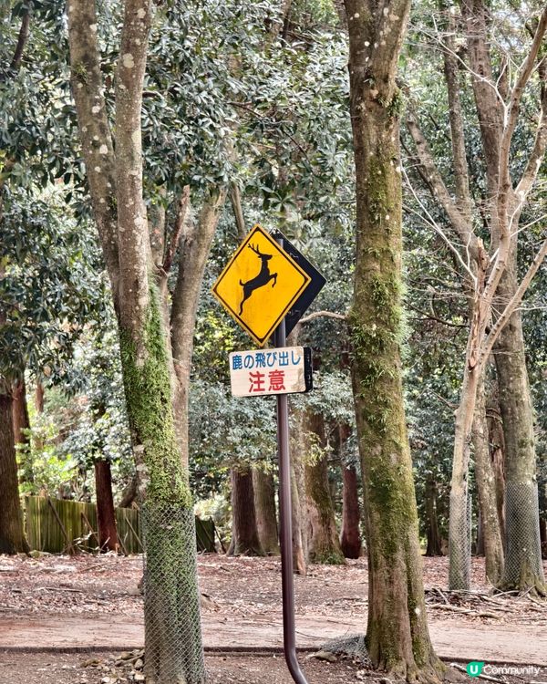 四處都是鹿的奈良公園