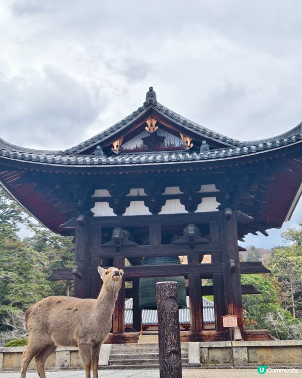 四處都是鹿的奈良公園
