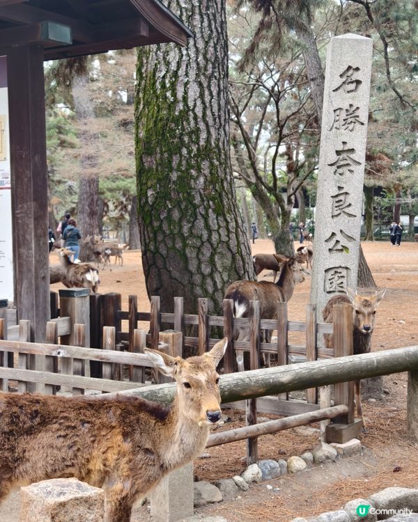 四處都是鹿的奈良公園