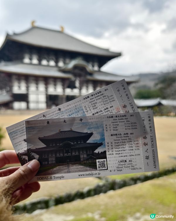 四處都是鹿的奈良公園