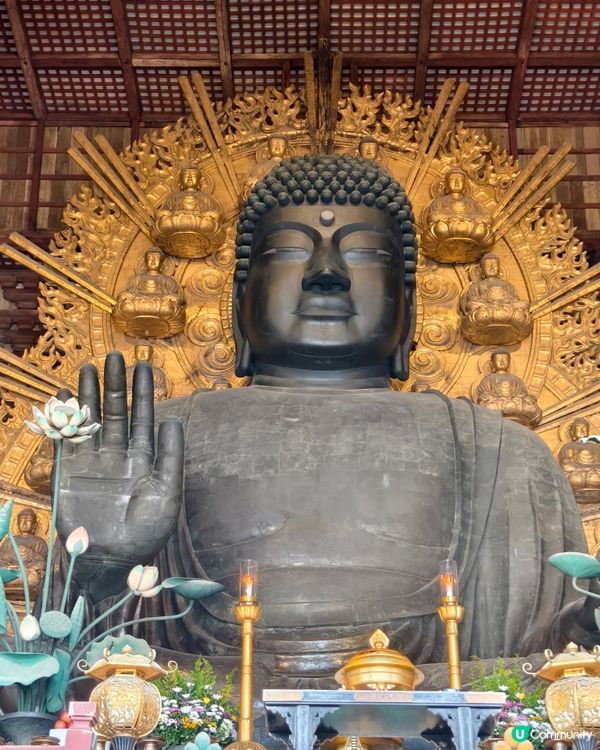 四處都是鹿的奈良公園