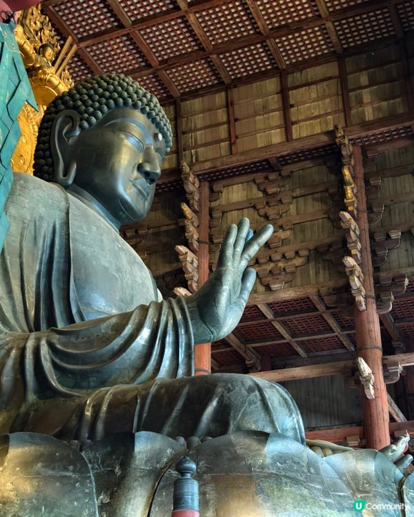 四處都是鹿的奈良公園