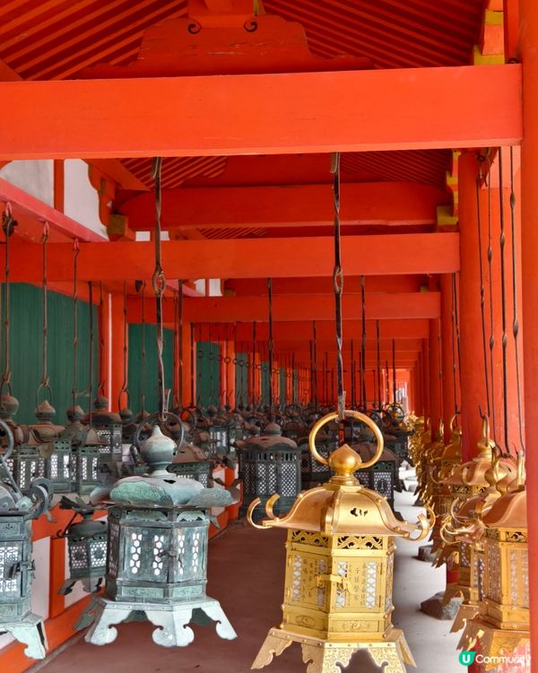 四處都是鹿的奈良公園