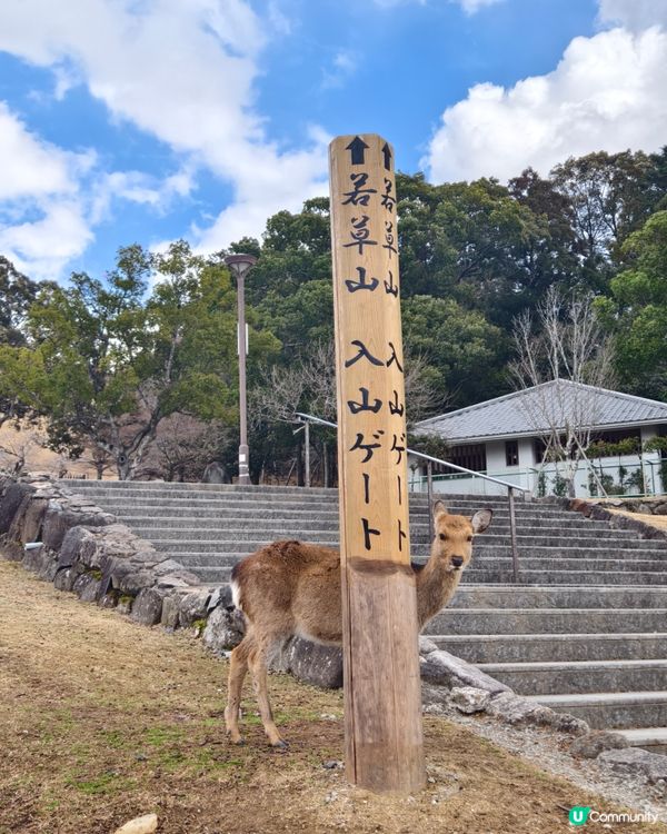 四處都是鹿的奈良公園