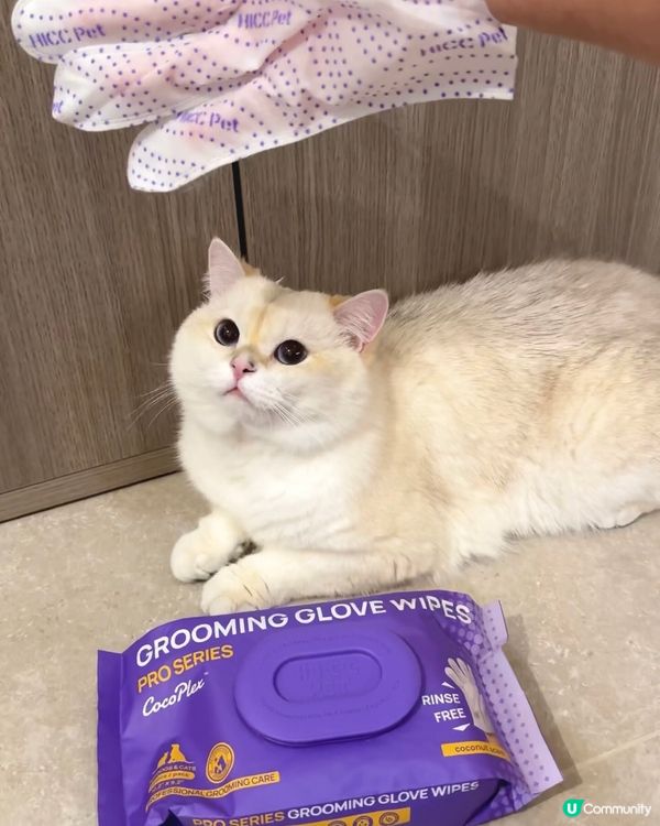 貓奴必備！椰子香免沖水手套 🥥✨ 乾淨晒！