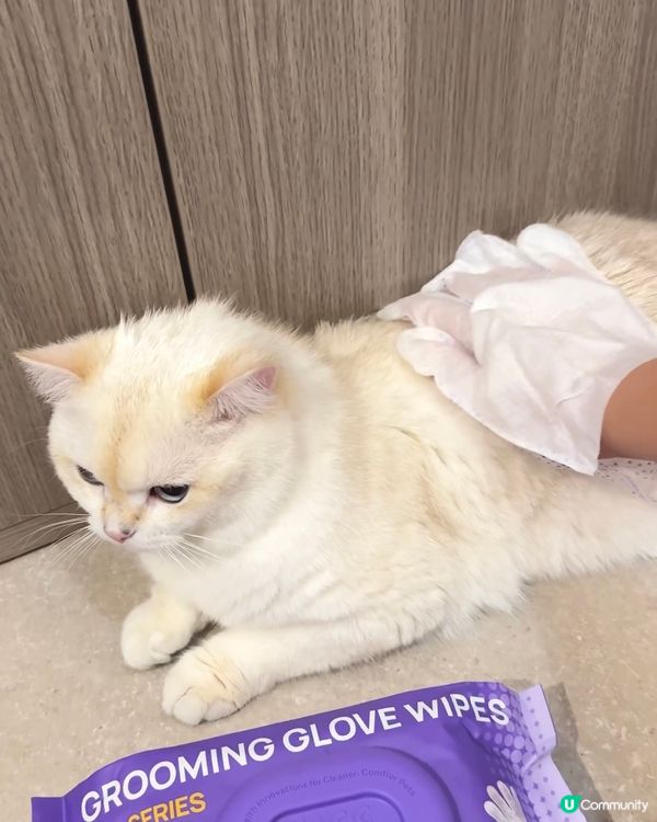 貓奴必備！椰子香免沖水手套 🥥✨ 乾淨晒！