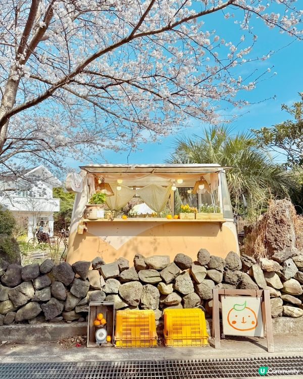 🇰🇷春天濟州橘子咖啡店🍊